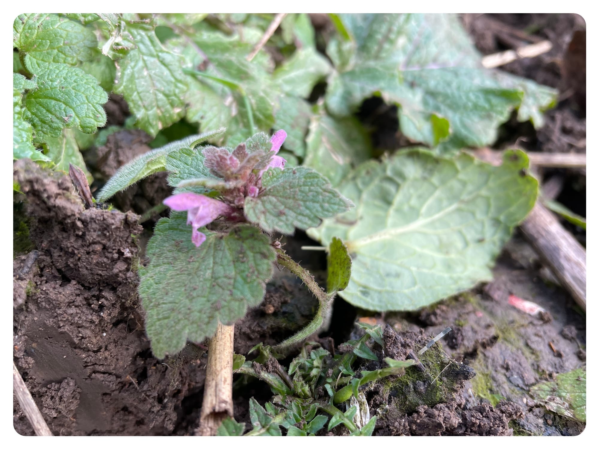 Pause - Allotment Will Load Shortly